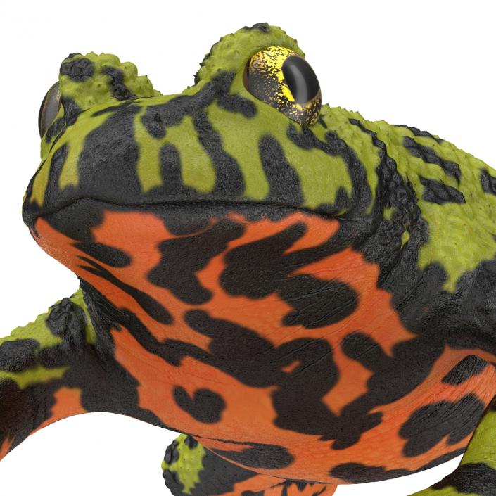 Fire Bellied Toad Frog Pose 4 3D model