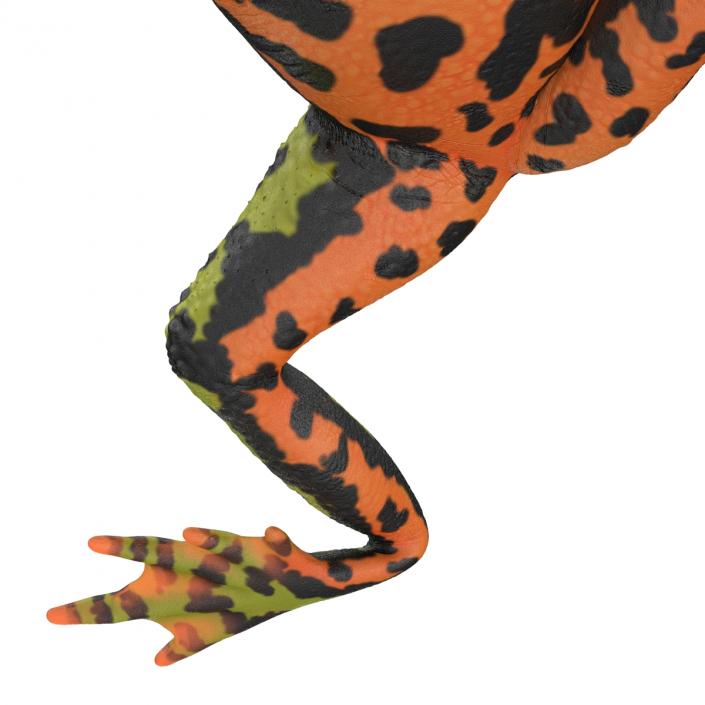 Fire Bellied Toad Frog Pose 4 3D model