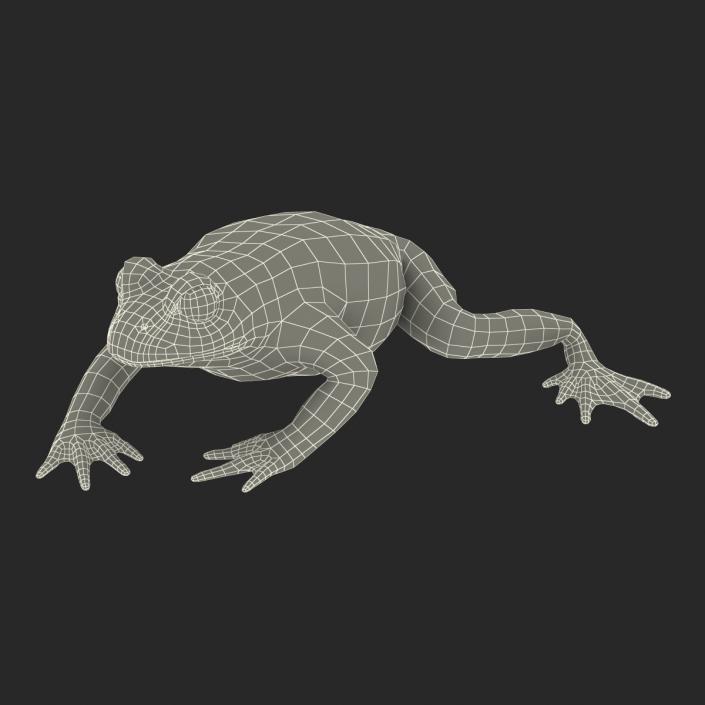 Fire Bellied Toad Frog Pose 4 3D model