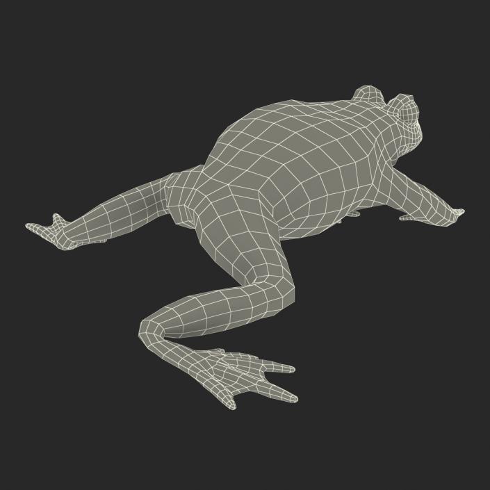 Fire Bellied Toad Frog Pose 4 3D model