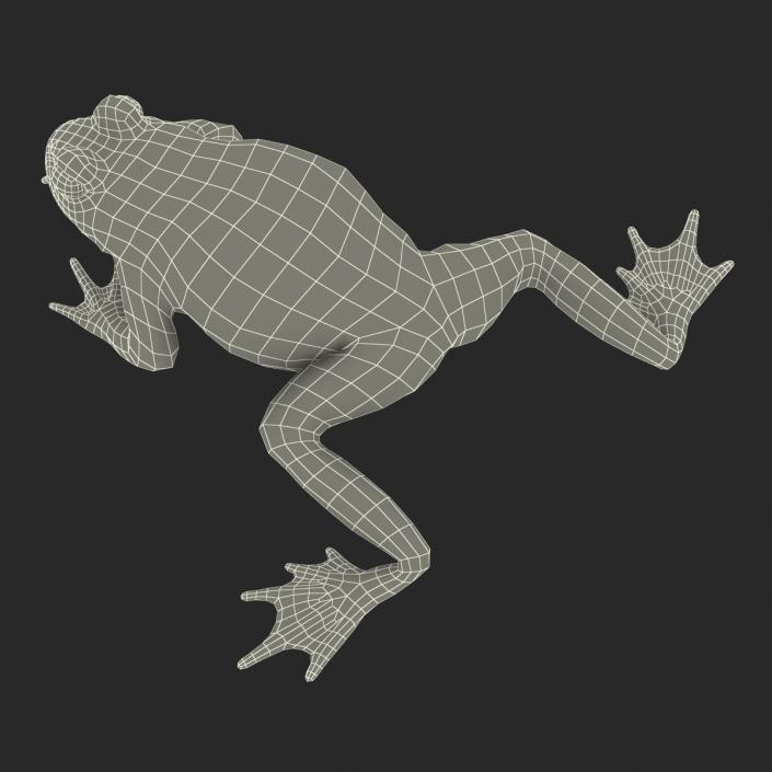 Fire Bellied Toad Frog Pose 4 3D model