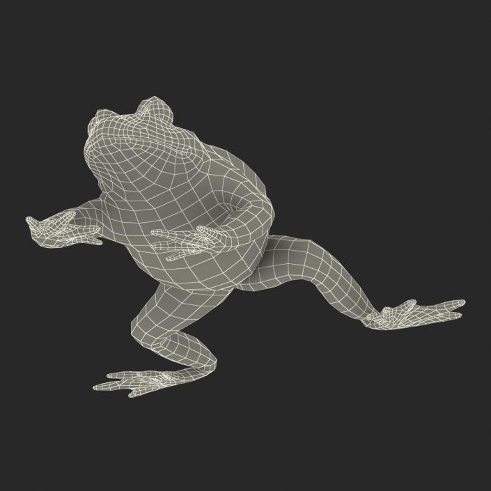 Fire Bellied Toad Frog Pose 4 3D model