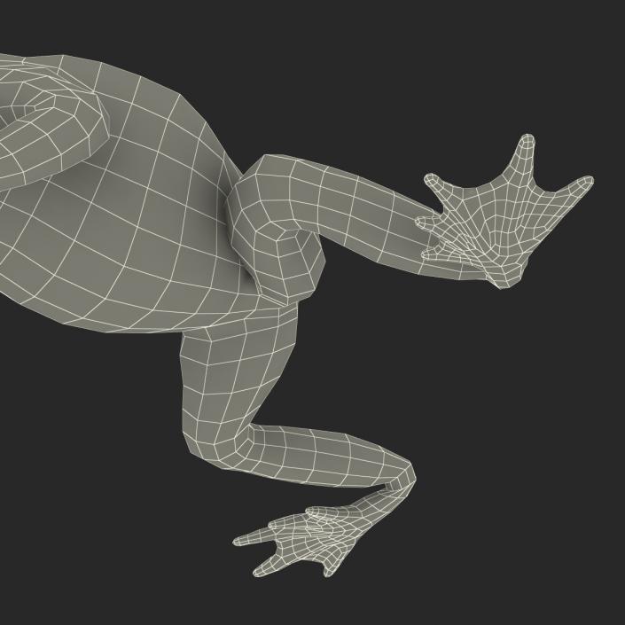 Fire Bellied Toad Frog Pose 4 3D model