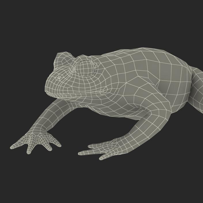 Fire Bellied Toad Frog Pose 4 3D model