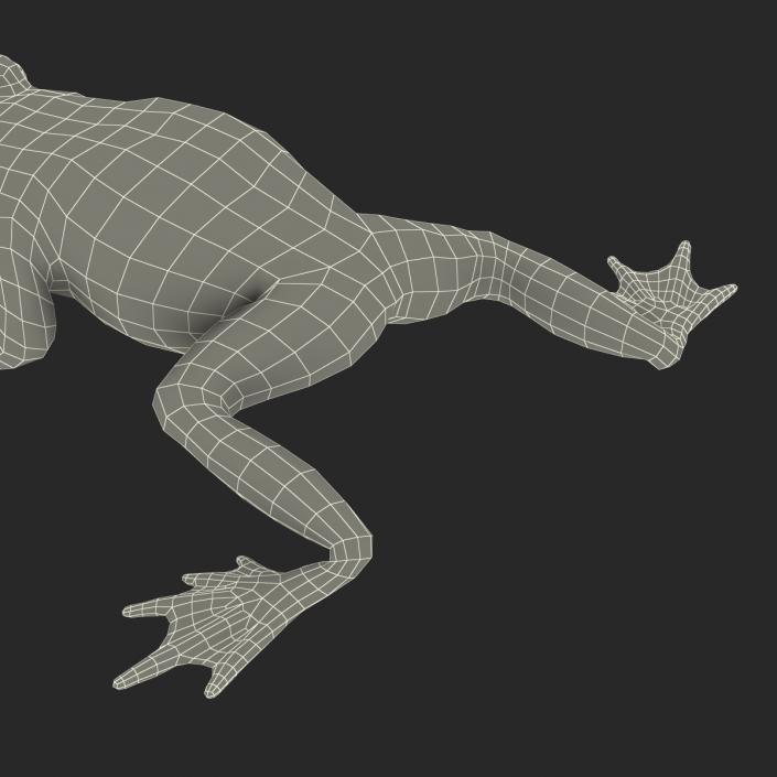 Fire Bellied Toad Frog Pose 4 3D model