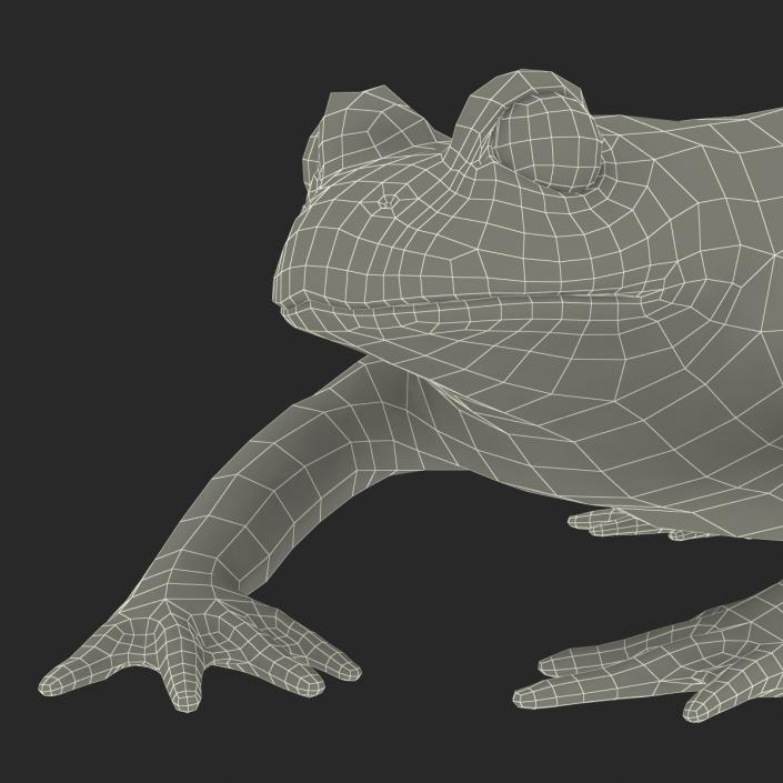 Fire Bellied Toad Frog Pose 4 3D model