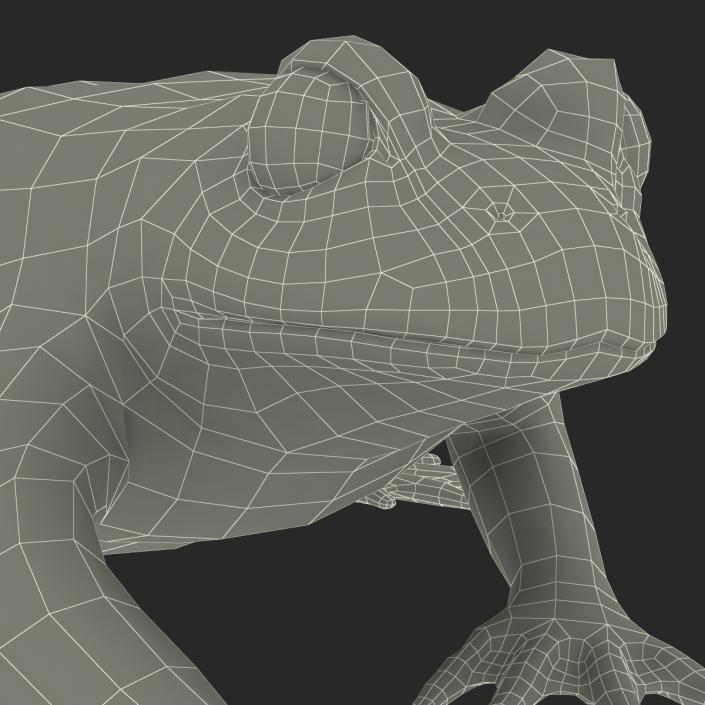 Fire Bellied Toad Frog Pose 4 3D model