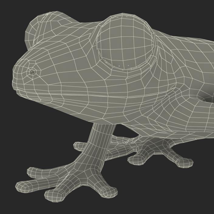 Tree Frog 3D model