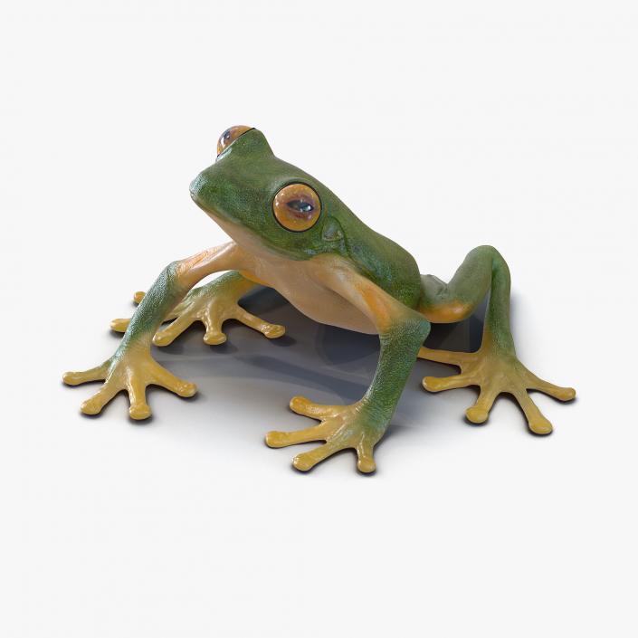 3D Tree Frog Rigged