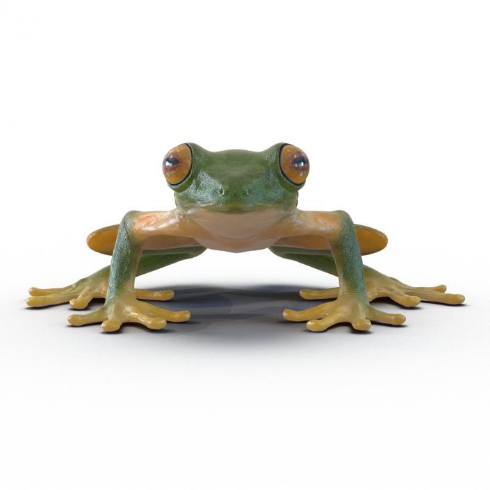 3D Tree Frog Rigged