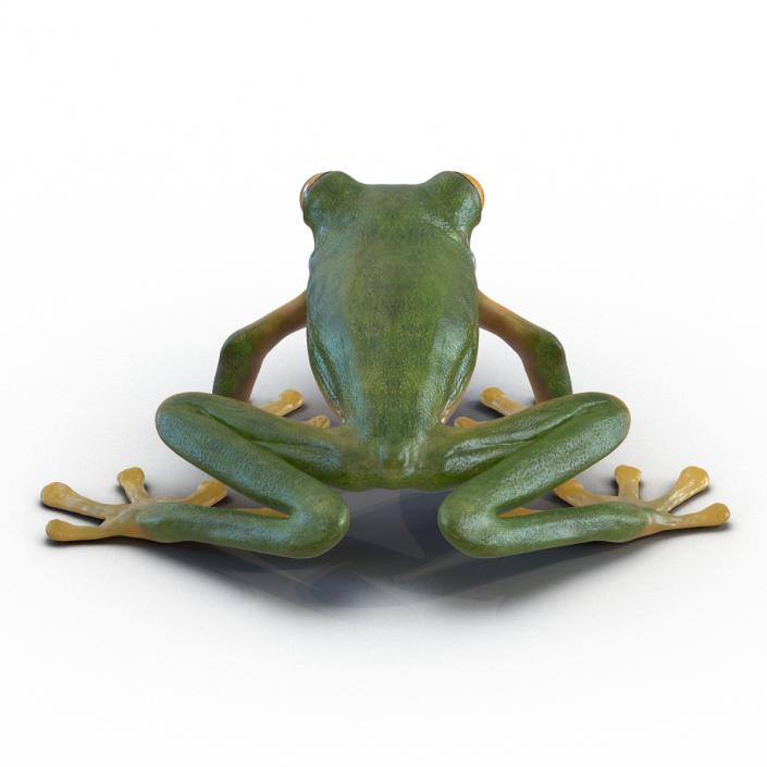 3D Tree Frog Rigged