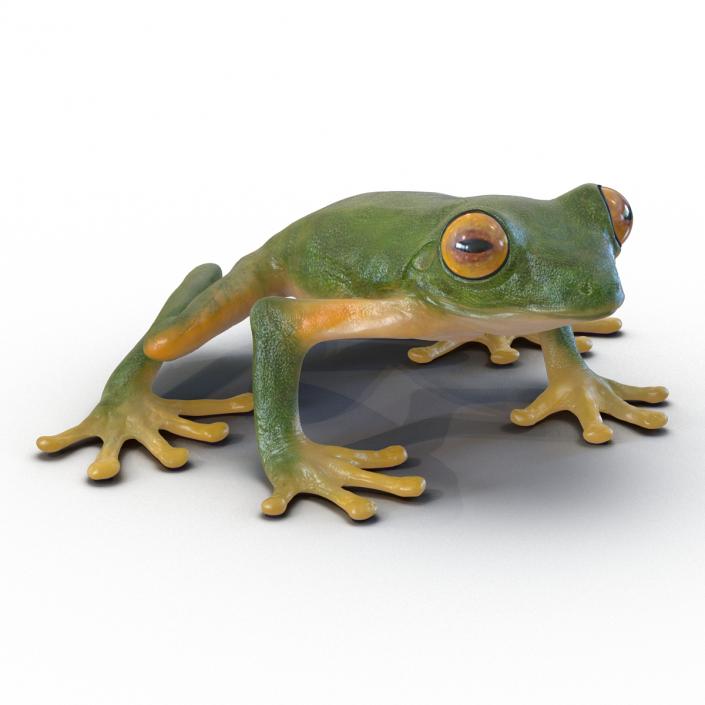 3D Tree Frog Rigged