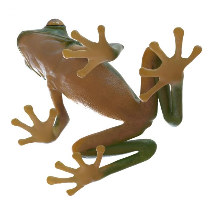 3D Tree Frog Rigged