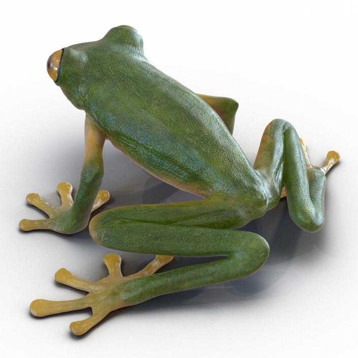 3D Tree Frog Rigged