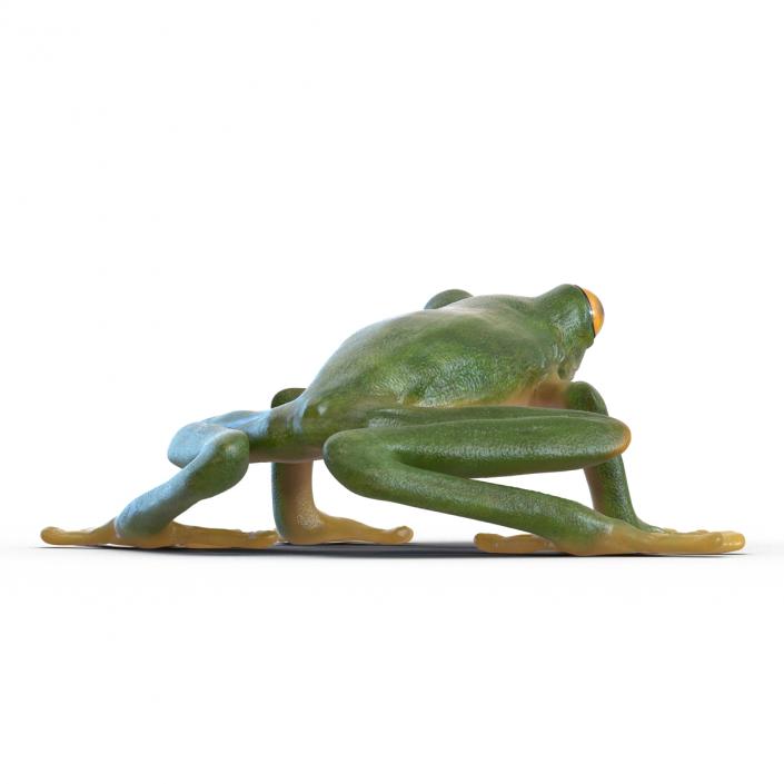 3D Tree Frog Rigged