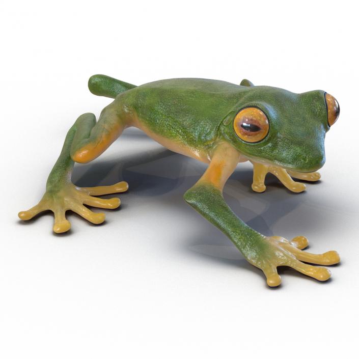 3D Tree Frog Rigged