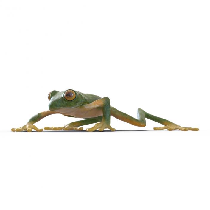 3D Tree Frog Rigged