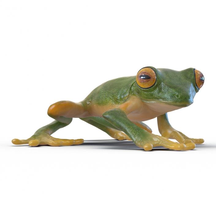 3D Tree Frog Rigged