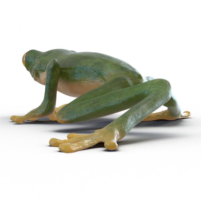 3D Tree Frog Rigged