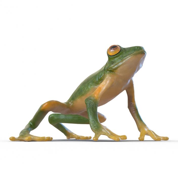 3D Tree Frog Rigged