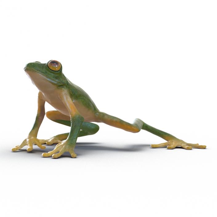 3D Tree Frog Rigged