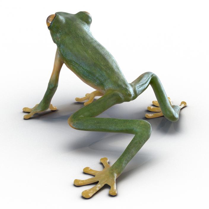 3D Tree Frog Rigged