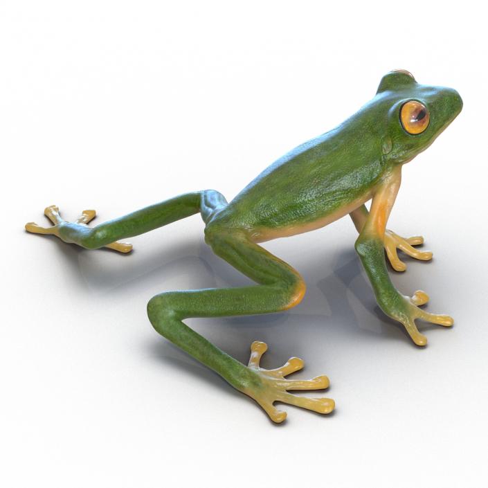 3D Tree Frog Rigged