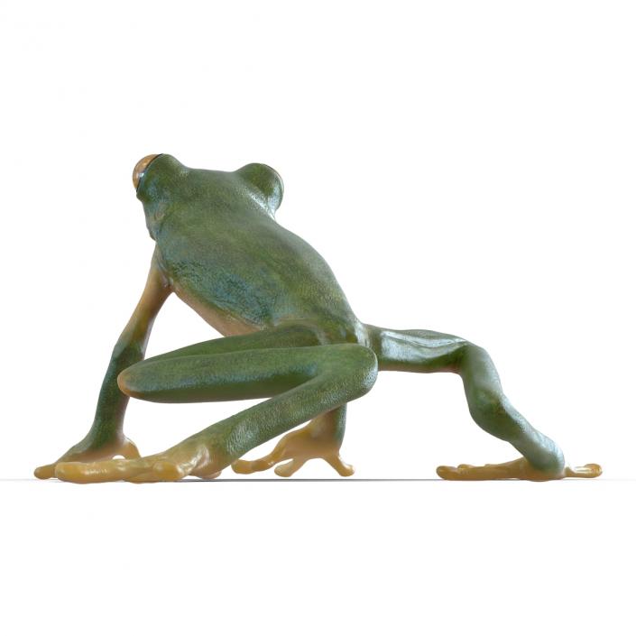 3D Tree Frog Rigged