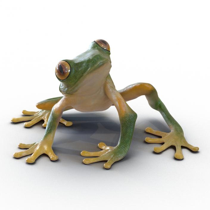 3D Tree Frog Rigged