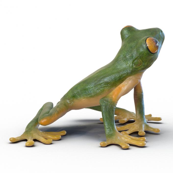 3D Tree Frog Rigged