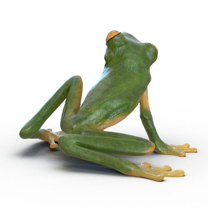 3D Tree Frog Rigged