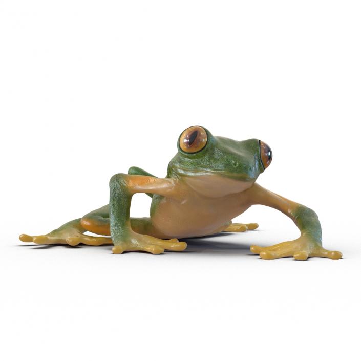 3D Tree Frog Rigged