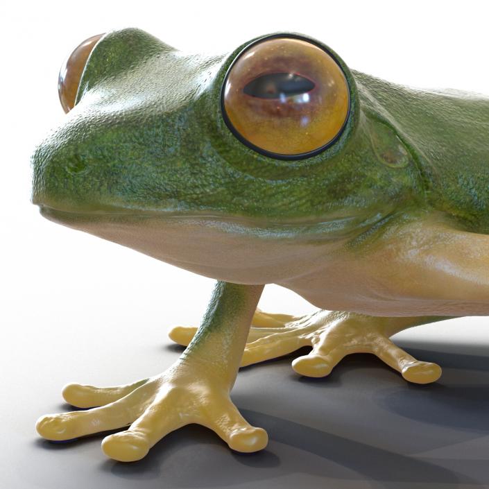 3D Tree Frog Rigged