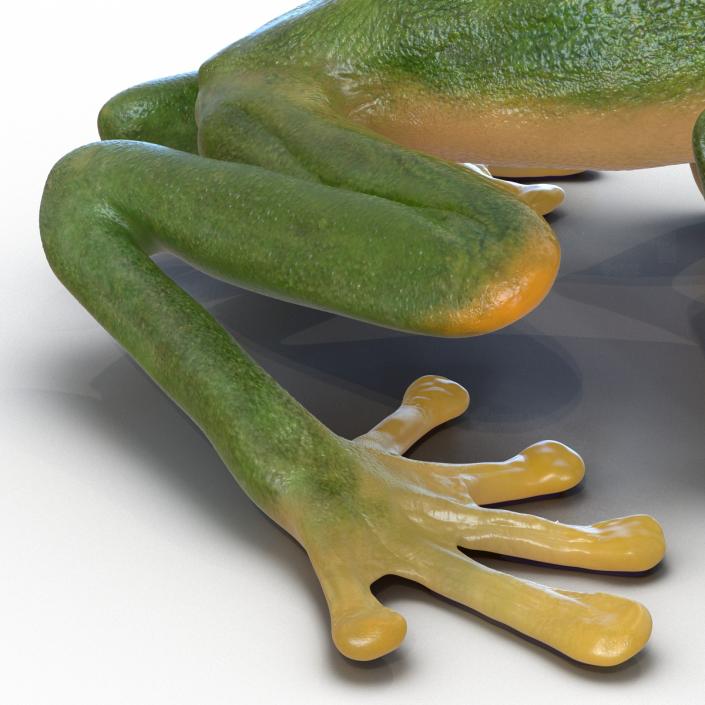 3D Tree Frog Rigged