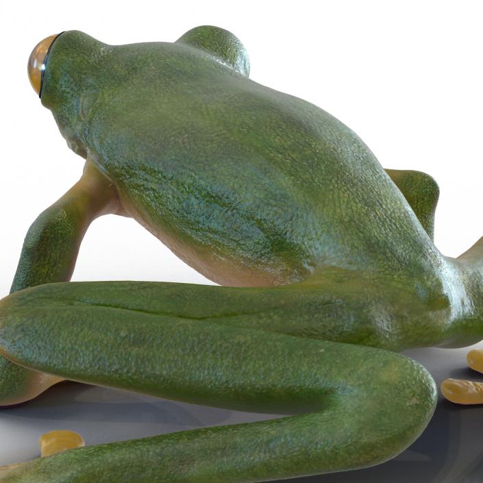 3D Tree Frog Rigged