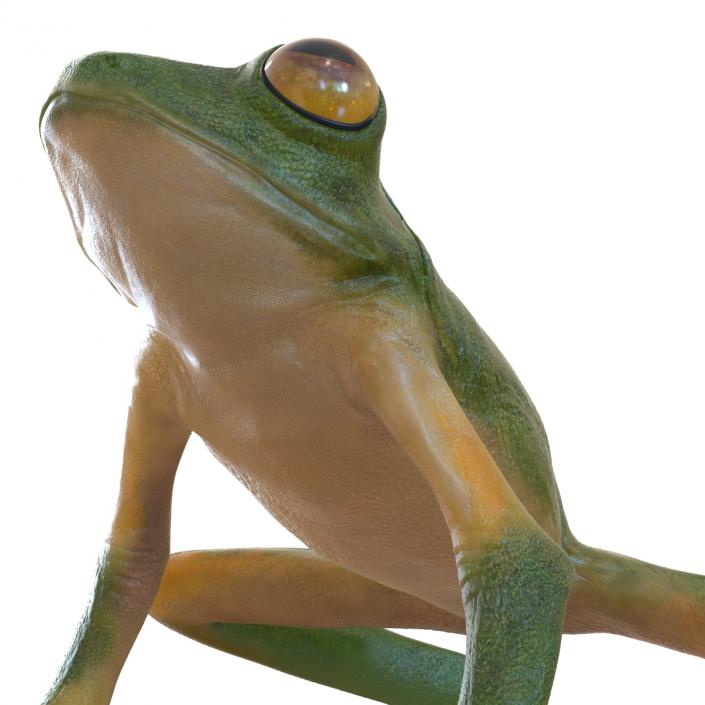 3D Tree Frog Rigged