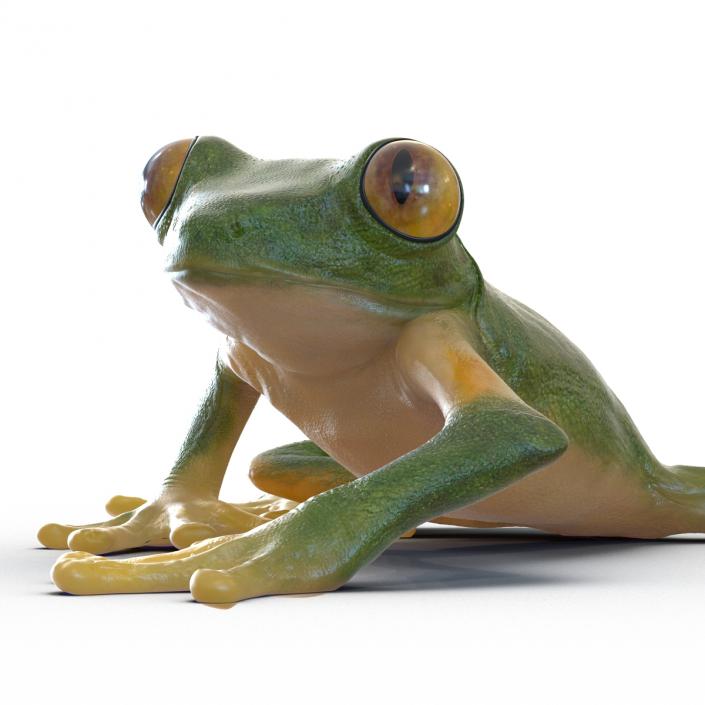 3D Tree Frog Rigged