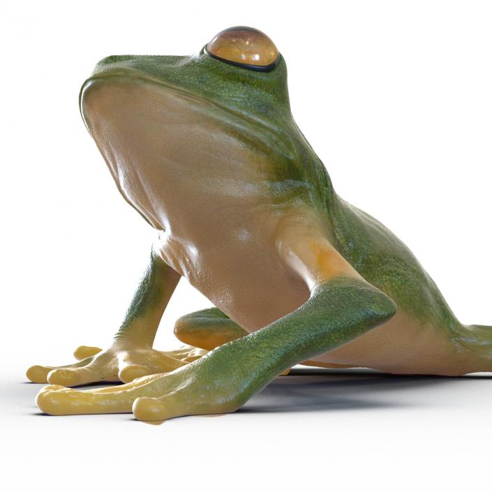 3D Tree Frog Rigged