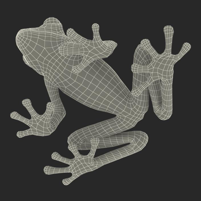 3D Tree Frog Rigged