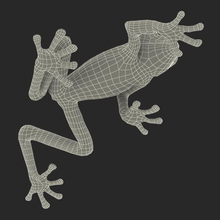 3D Tree Frog Rigged