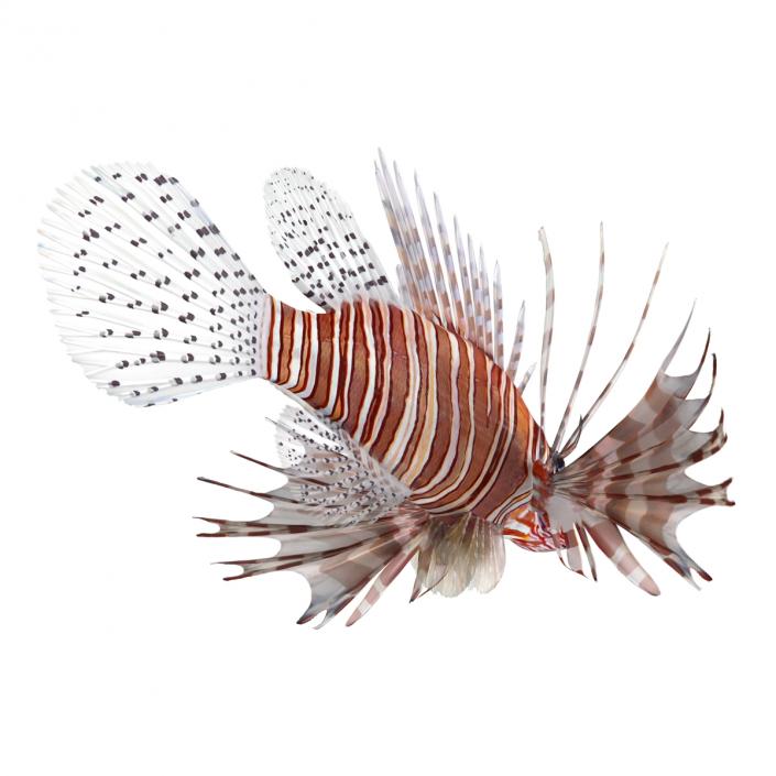 3D model Lionfish Rigged