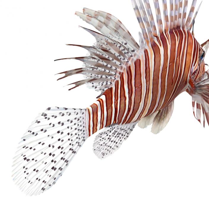 3D model Lionfish Rigged