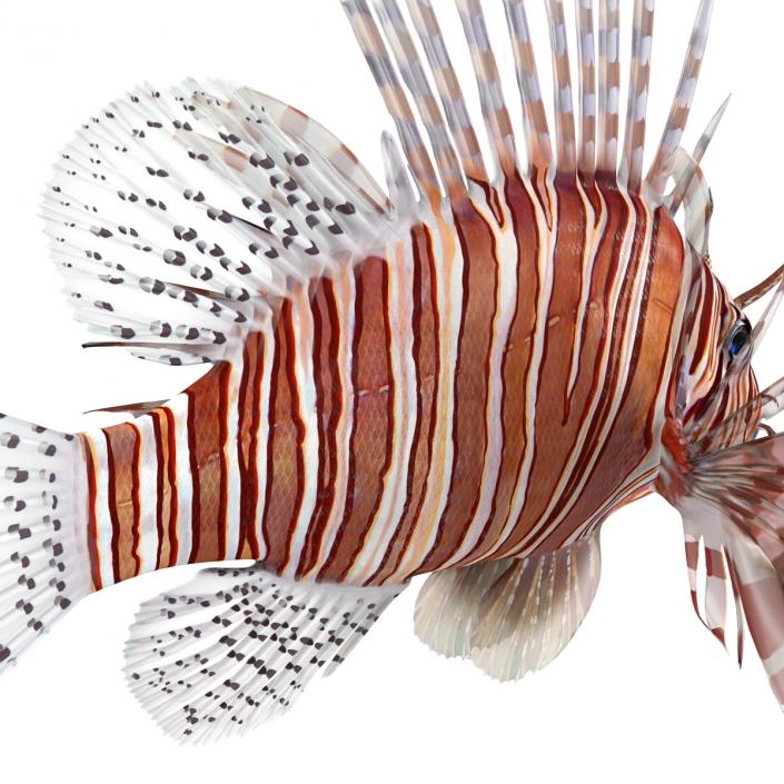 3D model Lionfish Rigged