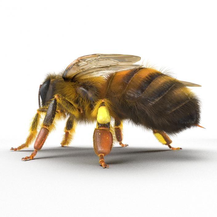 3D model Bee Rigged