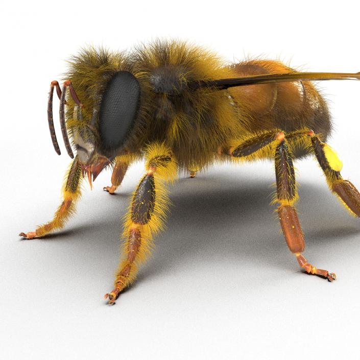 3D model Bee Rigged