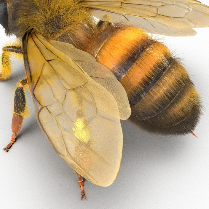 3D model Bee Rigged