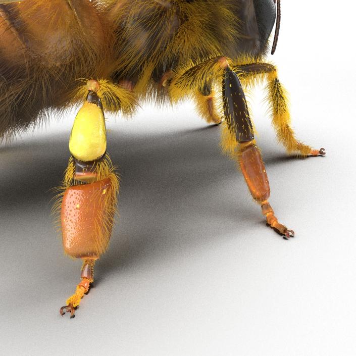 3D model Bee Rigged