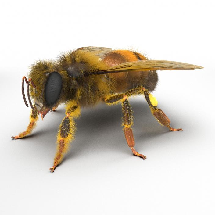 Bee 3D model