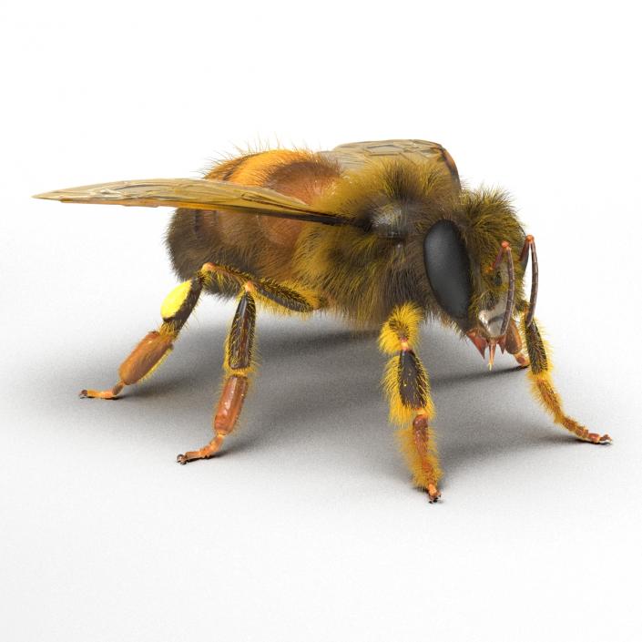 Bee 3D model