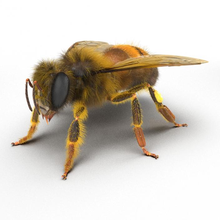 Bee 3D model